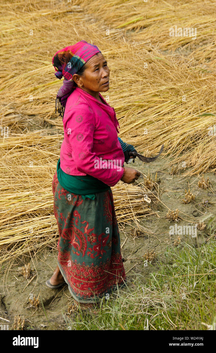 Frau in bunter Tracht der Ernte von Reis im ländlichen Nepal Stockfoto
