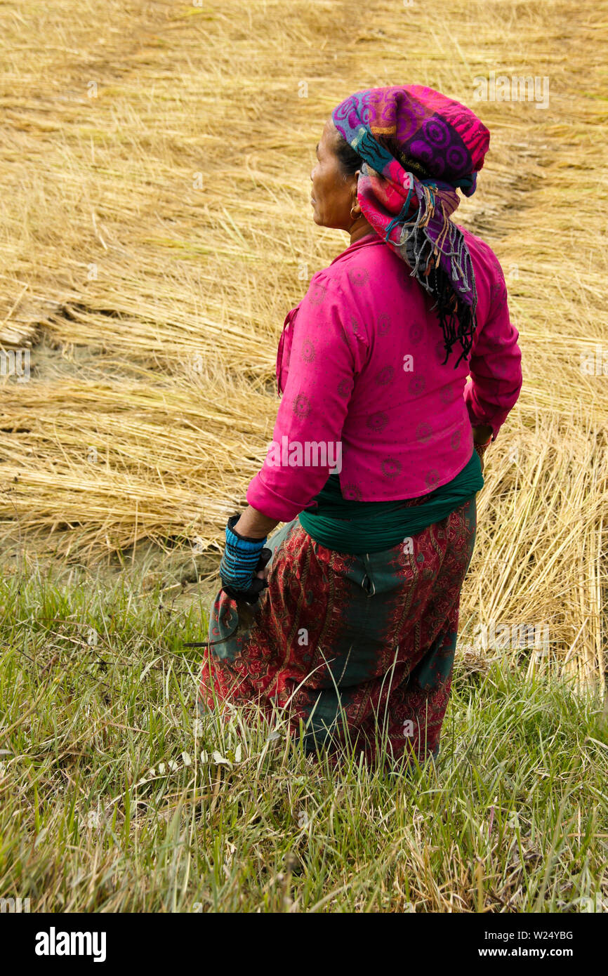 Frau in bunter Tracht der Ernte von Reis im ländlichen Nepal Stockfoto