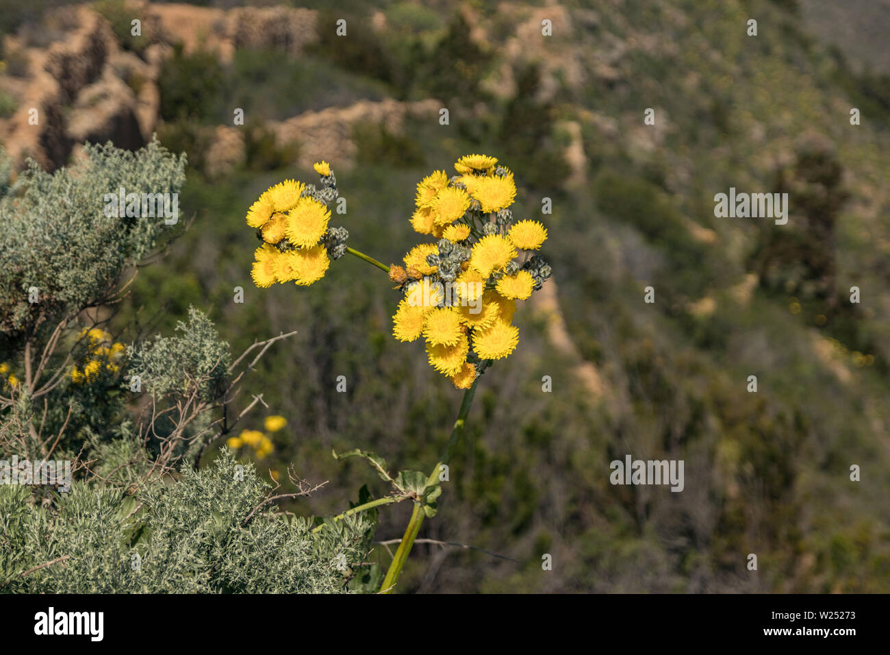 Blühende riesigen gelben Löwenzahn und Bienen fliegen um bis Nektar zu holen. Close Up, selektive konzentrieren. Wald in den Bergen von Teneriffa, Kanarische Inseln, Wellness Stockfoto