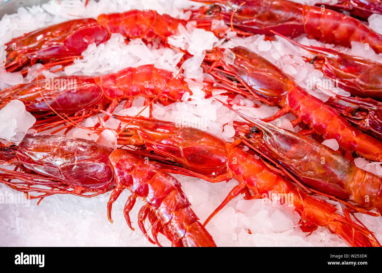 Red Lobster - ein echter Leckerbissen für Liebhaber von leckerem Essen. Angeln artels Fang dieser Arten von Krebstieren und in Eis halten für den Verkauf an Geschäfte oder re Stockfoto