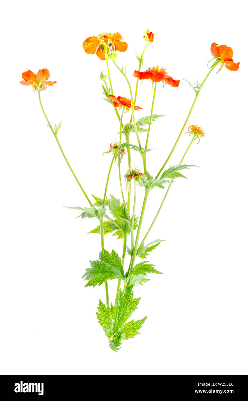 Garten Sommer Blume Geum Rivale auf weißem Hintergrund. Stockfoto