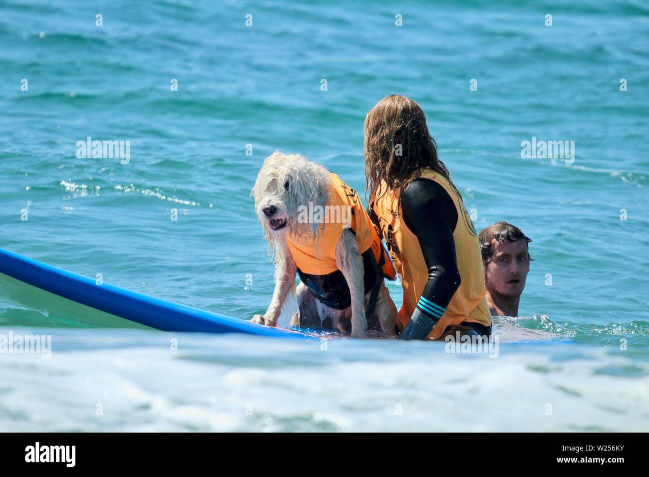 Hund surfen Ereignis in Huntington Beach, CA Stockfoto