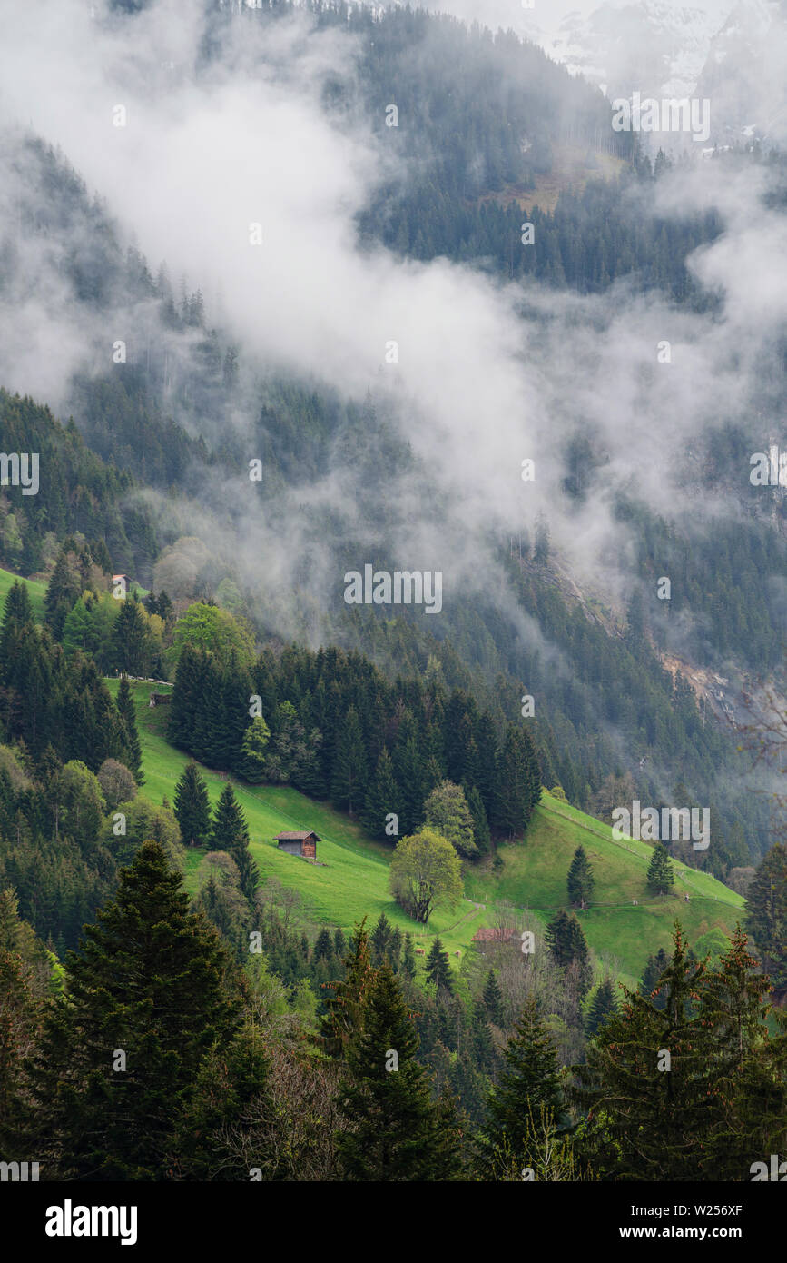 Wald Landschaft mit misty Umgebung auf dem Berg mit einem Haus im Sommer in Lauterbrunnen, Schweiz Stockfoto