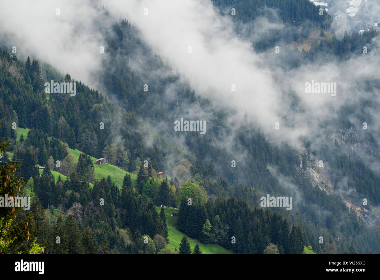 Wald Landschaft mit misty Umgebung auf dem Berg mit einem Haus im Sommer in Lauterbrunnen, Schweiz Stockfoto