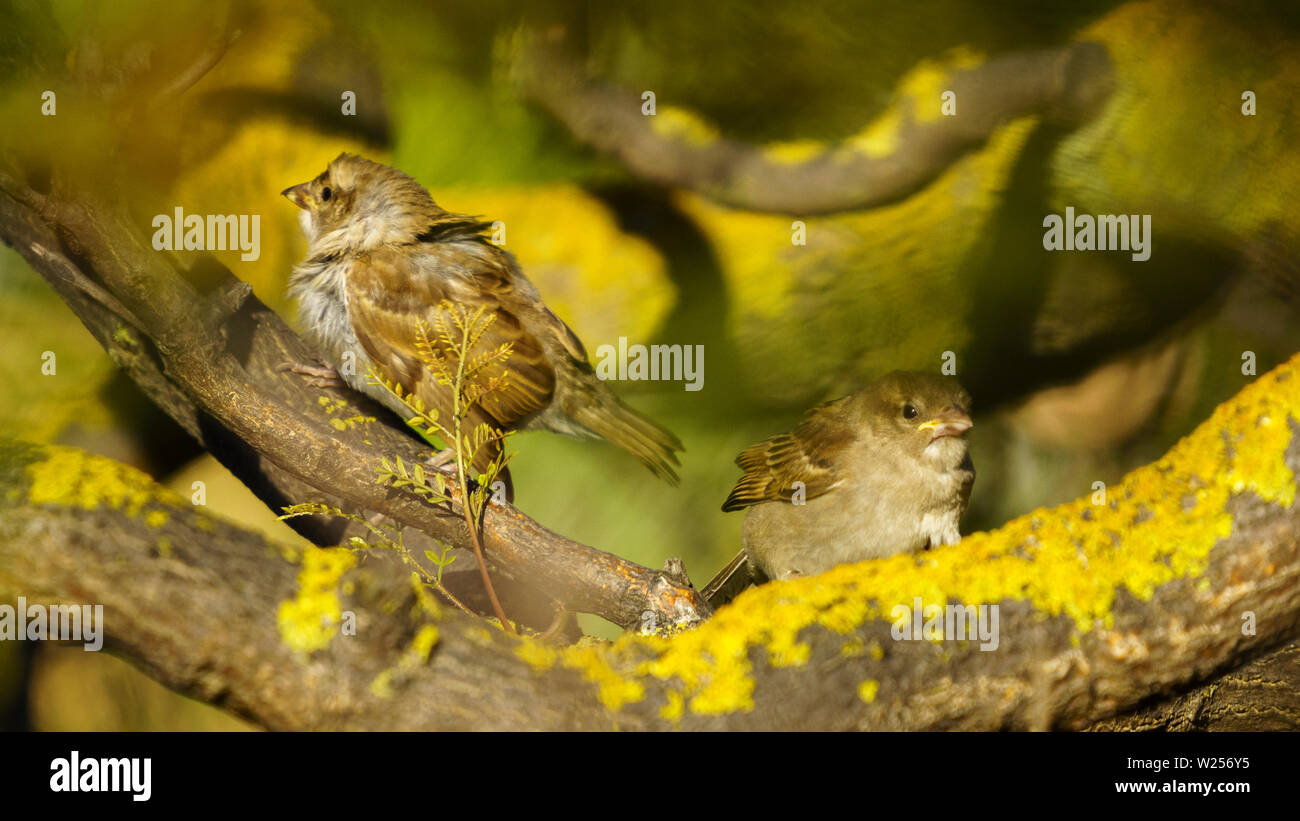 Paar spanischen Spatzen Percehd auf einem Baum Cadiz Spanien Stockfoto