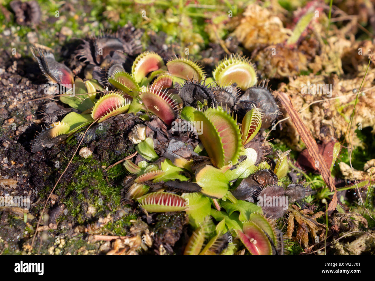 Fleischfressende Pflanze - Royal Botanic Garden, Sydney, Australien, 28. Mai 2019 Stockfoto