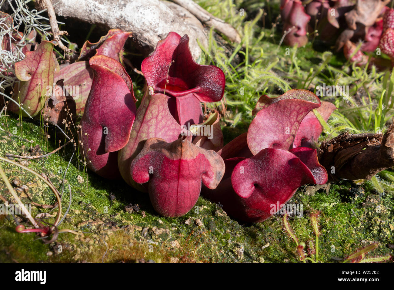 Fleischfressende Pflanze - Royal Botanic Garden, Sydney, Australien, 28. Mai 2019 Stockfoto