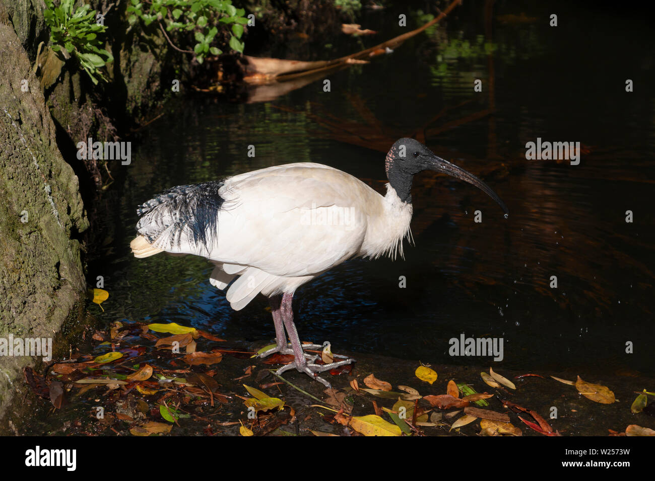 Australian White Ibis Mai 28th, 2019 Royal Botanic Garden, Sydney, Australien Stockfoto