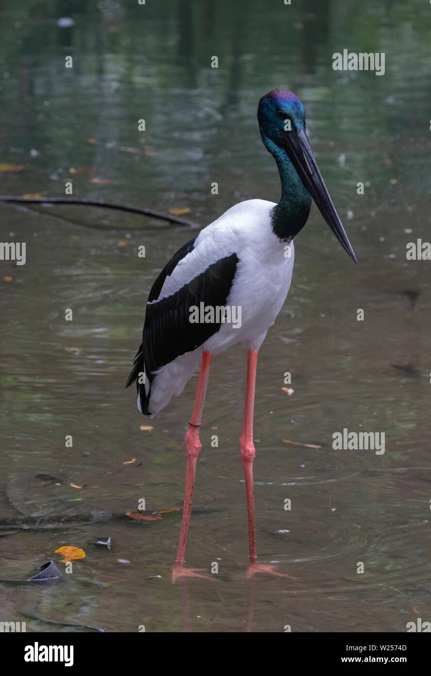 Black-necked Stork Juni 7th, 2019 Port Douglas, Australien Stockfoto