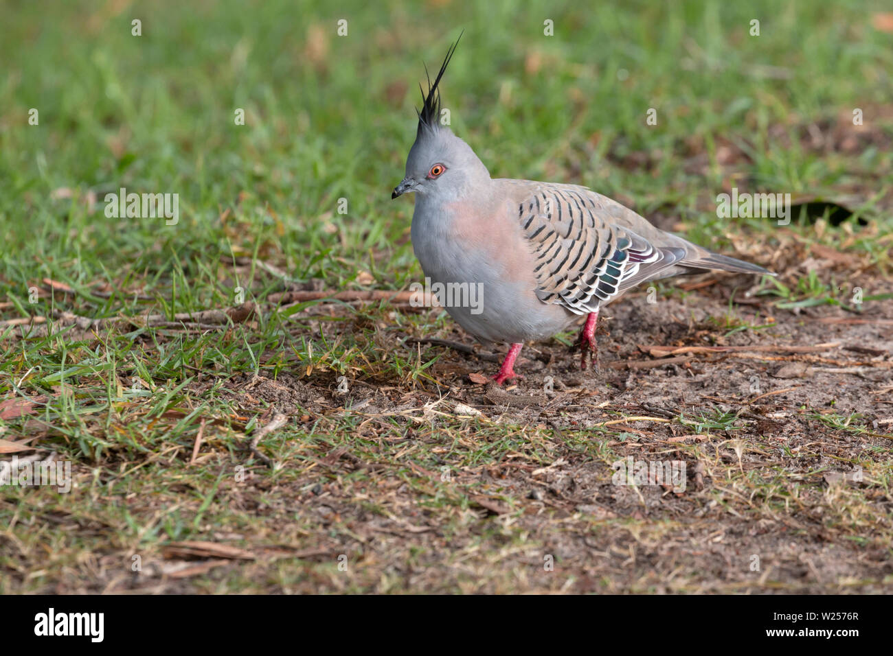 Crested Pigeon Juni 12th, 2019 Centennial Park, Sydney, Australien Stockfoto