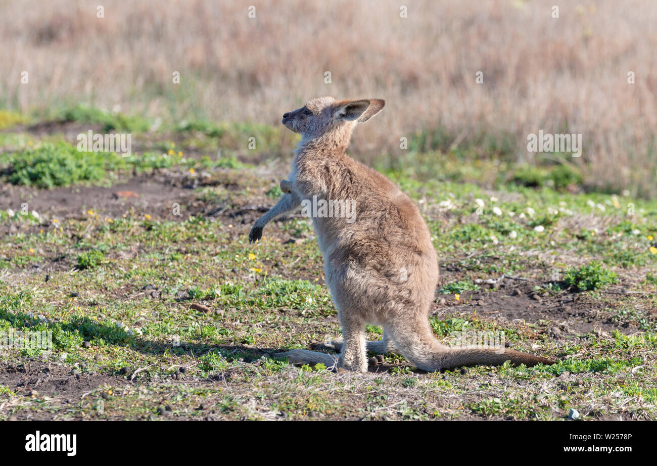 Eastern Grey Kangaroo Juni 3rd, 2019 Bongil Bongil National Park, Australien Stockfoto