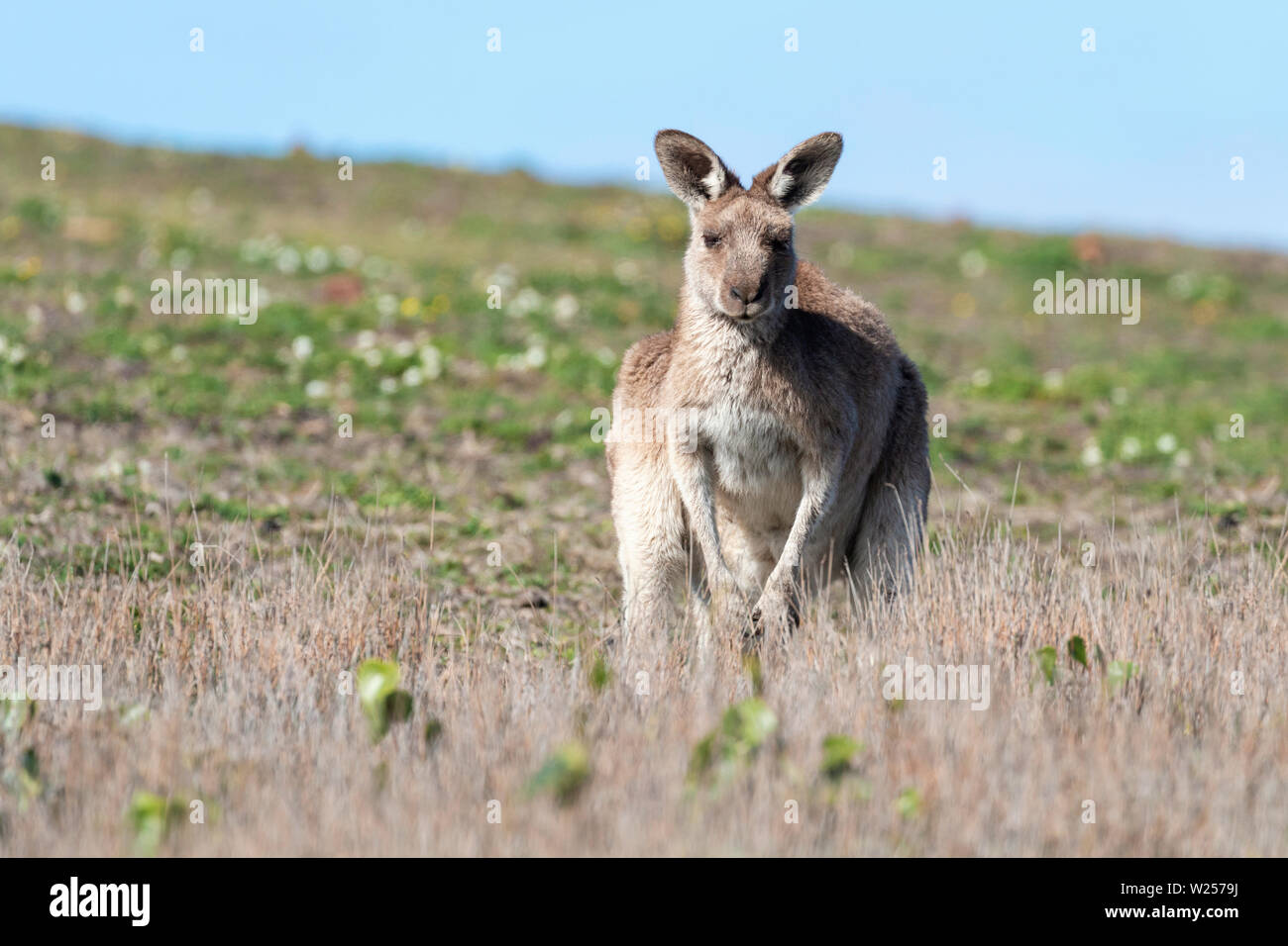 Eastern Grey Kangaroo Juni 3rd, 2019 Bongil Bongil National Park, Australien Stockfoto