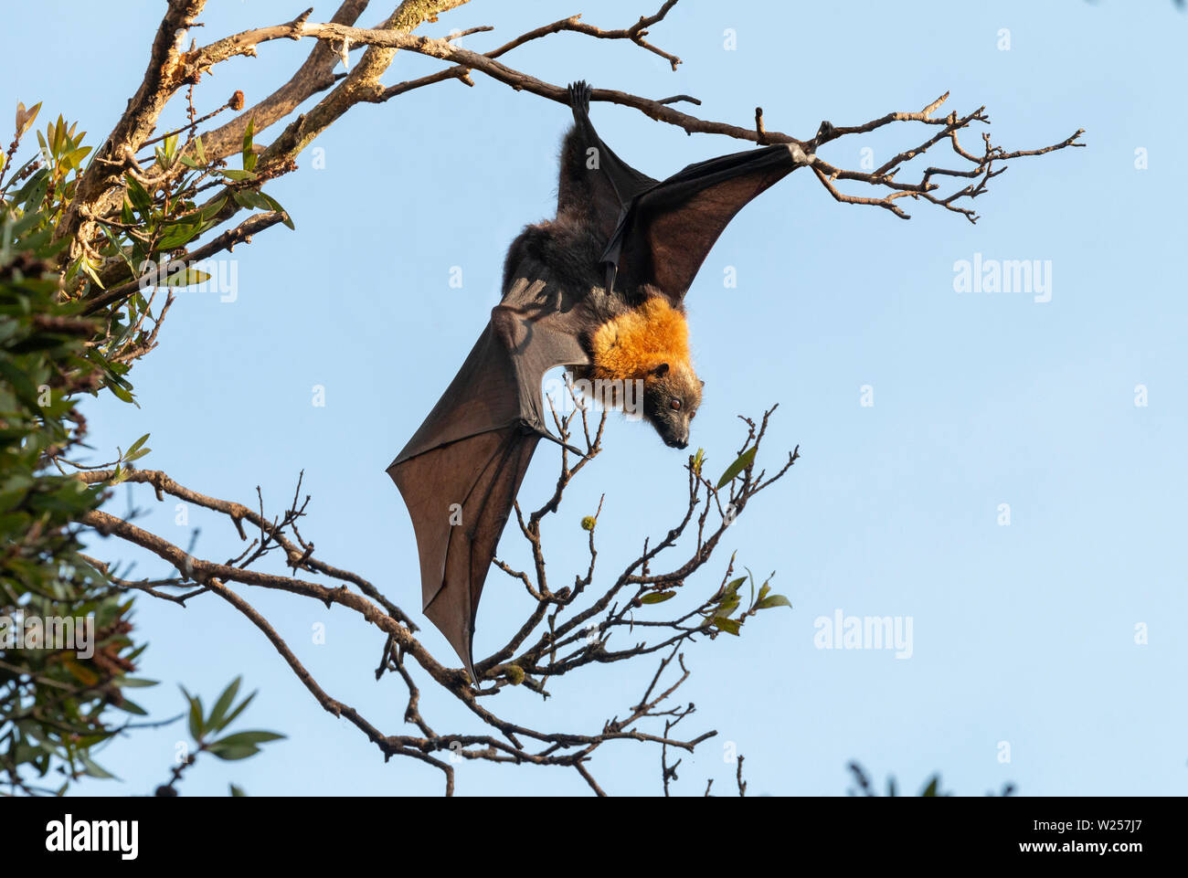 Graue Flying Fox Juni 12th, 2019 Centennial Park in Sydney, Australien Stockfoto