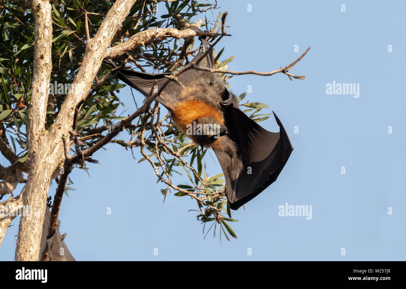 Graue Flying Fox Juni 12th, 2019 Centennial Park in Sydney, Australien Stockfoto