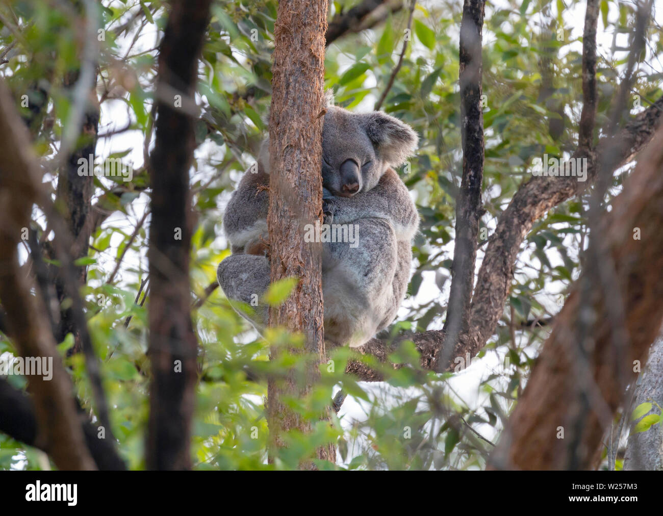 Wild Koala Juni 4, 2019 Lismore, Australien Stockfoto