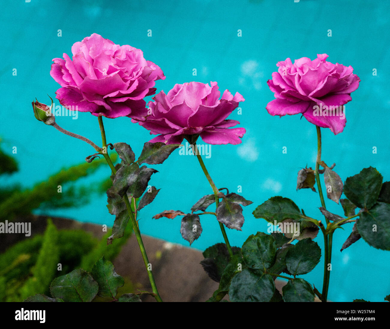 Pulsierende rosa Rosen gegen türkis-farbigen Hintergrund, Wasser in einen Brunnen. Stockfoto
