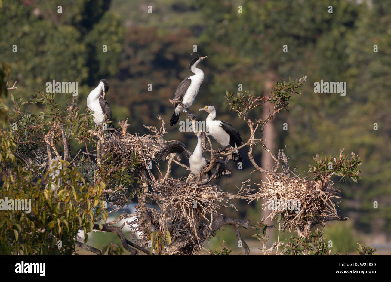 Pied Cormorant Juni 12th, 2019 Centennial Park in Sydney, Australien Stockfoto