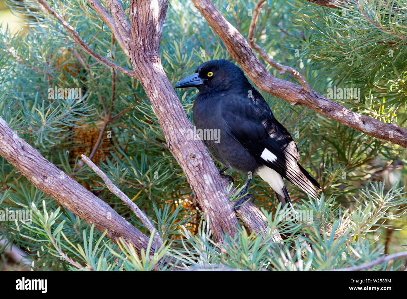 Pied Currawong Mai 30th, 2019 Blue Mountains National Park, Australien Stockfoto