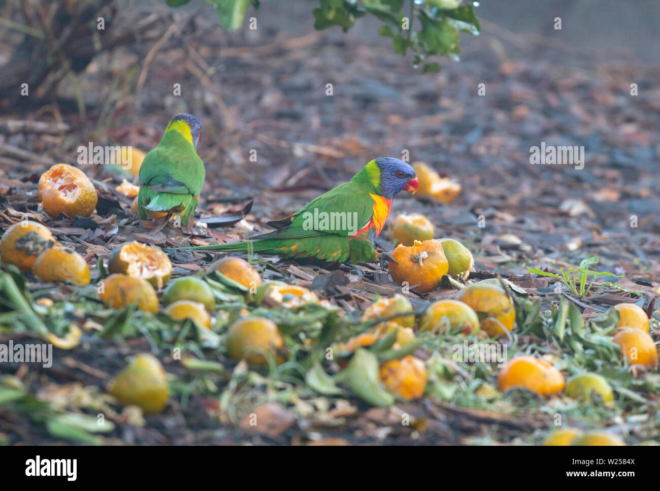 Rainbow Lorikeet Juni 3rd, 2019 versprochenen Land zurückziehen, in der Nähe von Bellingen, Australien Stockfoto