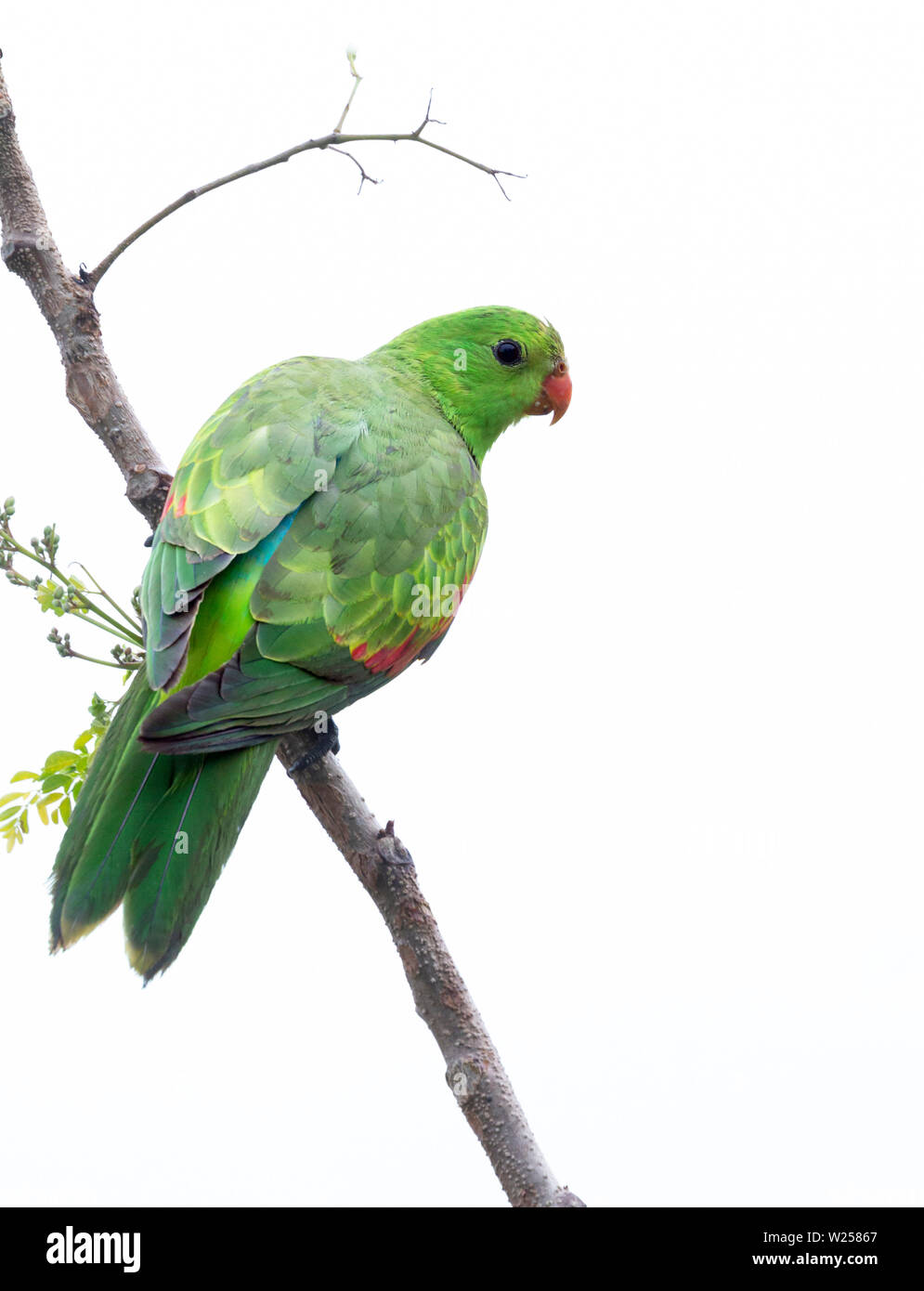 Red-winged Parrot Juni 8th, 2019 in der Nähe von Mareeba, Queensland, Australien Stockfoto