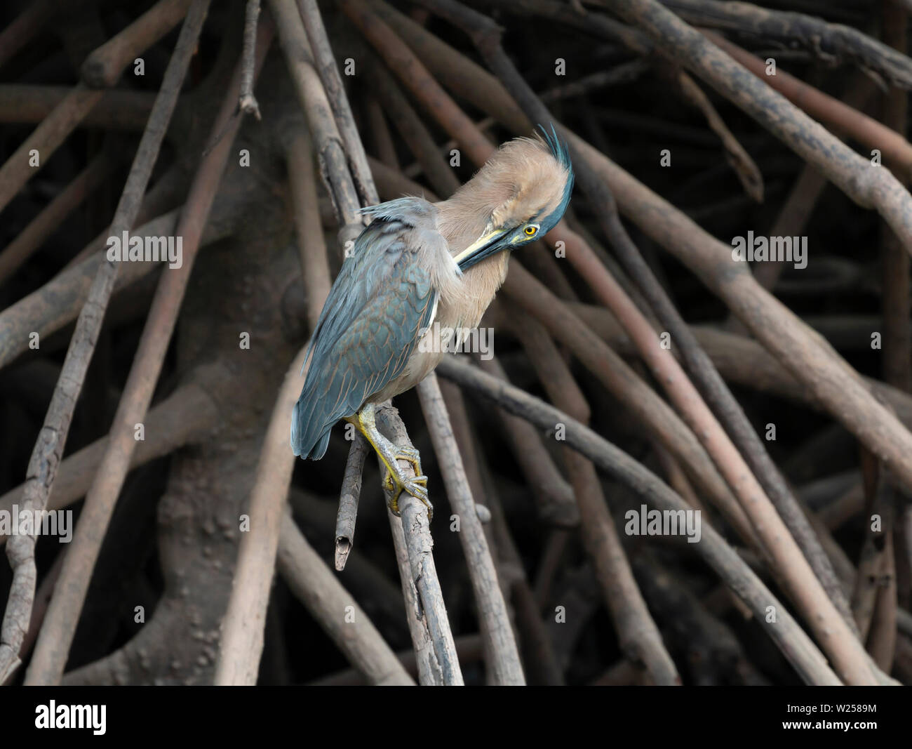 Gestreift Heron Juni 6th, 2019 Port Douglas, Australien Stockfoto
