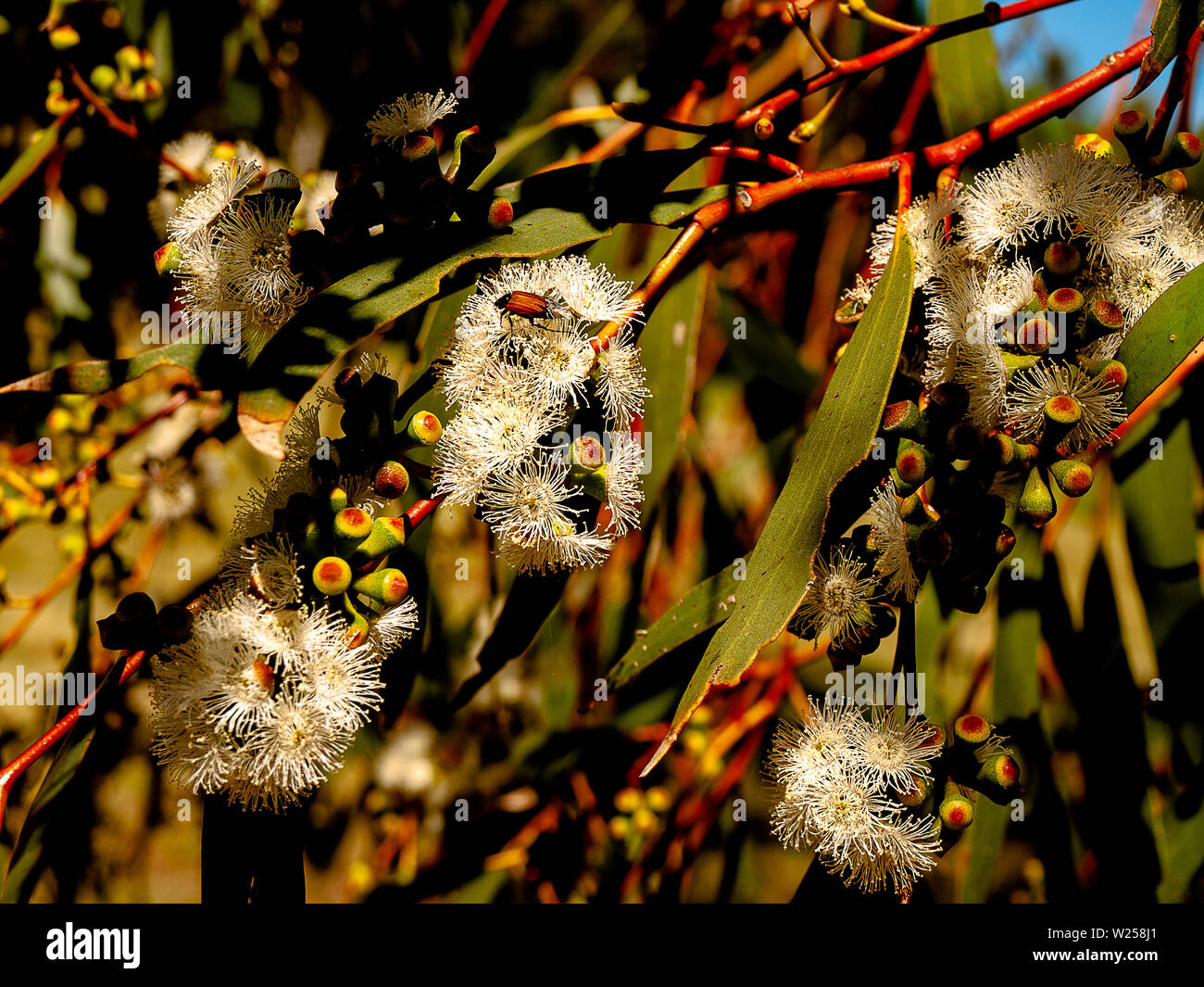Australien: Eukalyptus Blumen Stockfoto