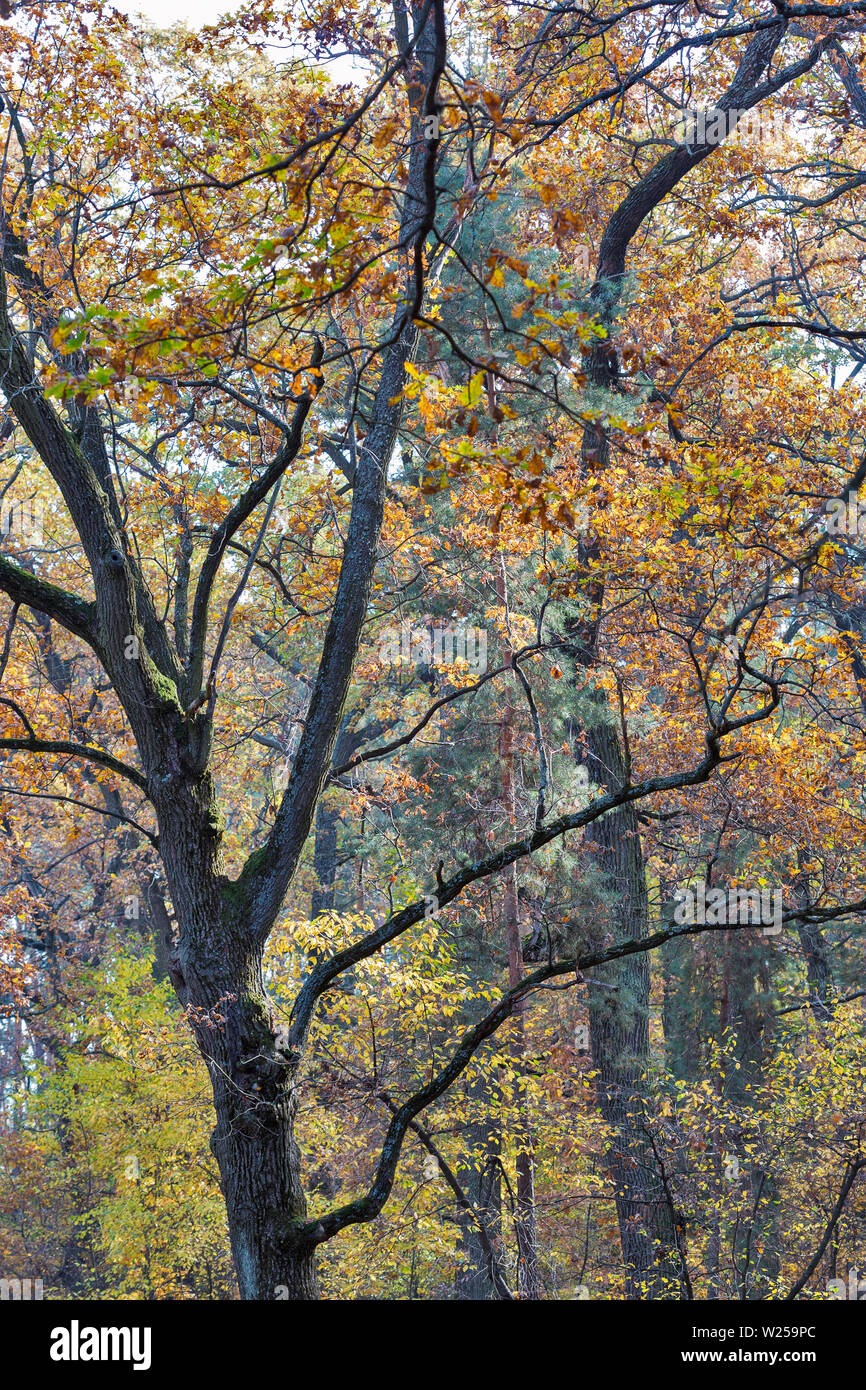 Alten Eichen in den Wald Stockfoto