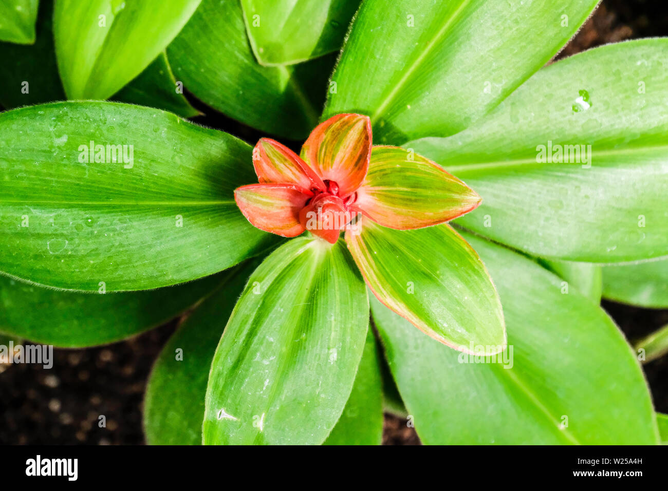 Eine Nahaufnahme von costus Stockfoto