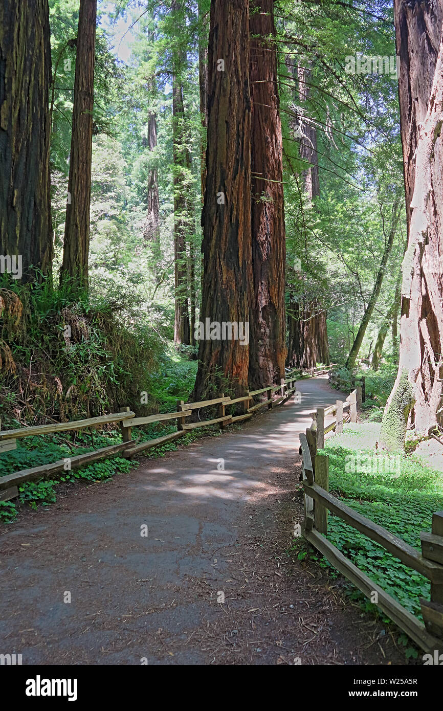 Wanderwege durch die riesigen redwoods in Muir Woods in der Nähe von San Francisco, Kalifornien Stockfoto