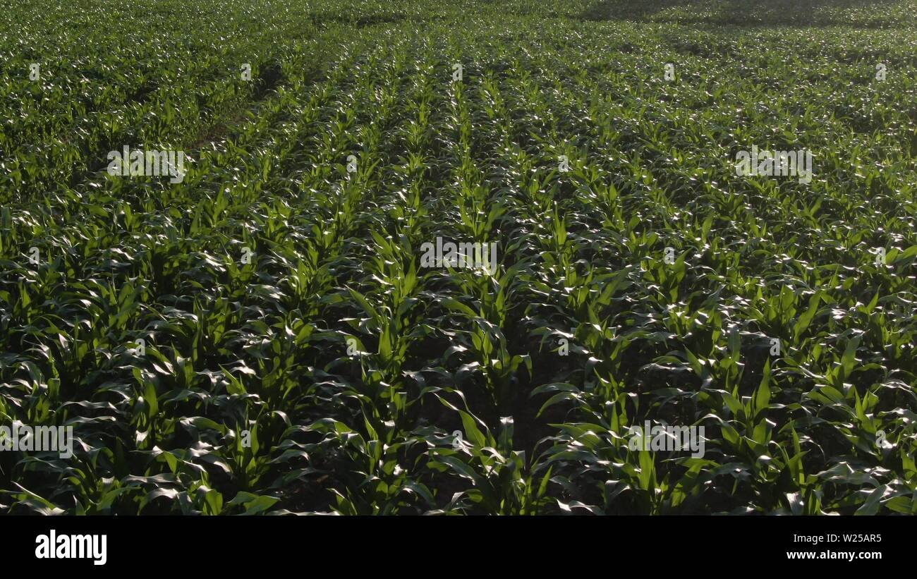 Antenne Vogel um Aufnahmen über Mais Feld mit noch jung und klein Mais  Pflanzen, die breite Agrarbereich mit nur säte in Stockfotografie - Alamy