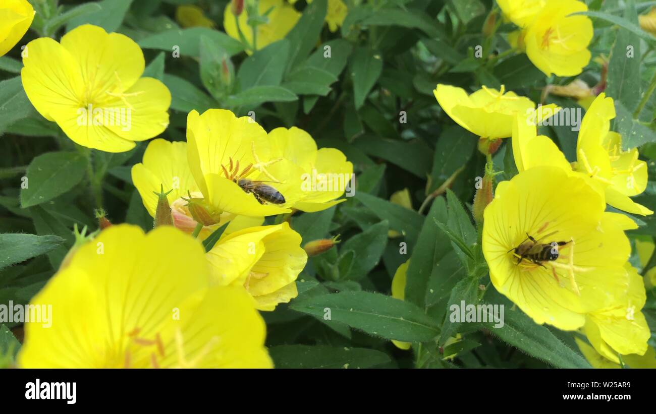 Biene Hummel fliegen auf gelben Blüten mit vielen Pollen Stockfoto