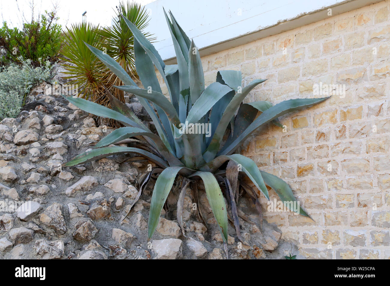 Eine groe Agave in einem Sommer Urlaub in Kroatien Stockfotografie - Alamy