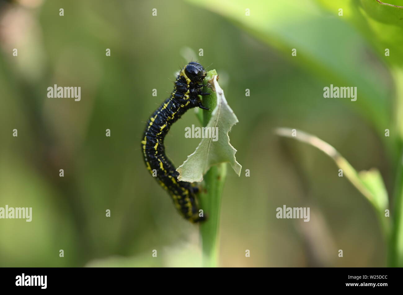 Dies ist eine Fotografie in Suzhou eines hungrigen Caterpillar übernommen. Stockfoto