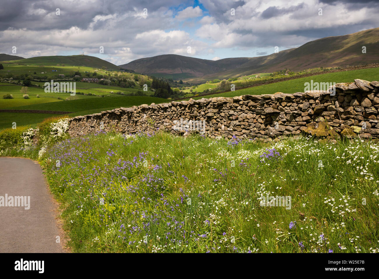 UK, Cumbria, Sedbergh, howgill Lane, wilde Blumen wachsen auf Kante neben engen Single Track Road, in Richtung fiel Kopf und Tabay fiel Stockfoto
