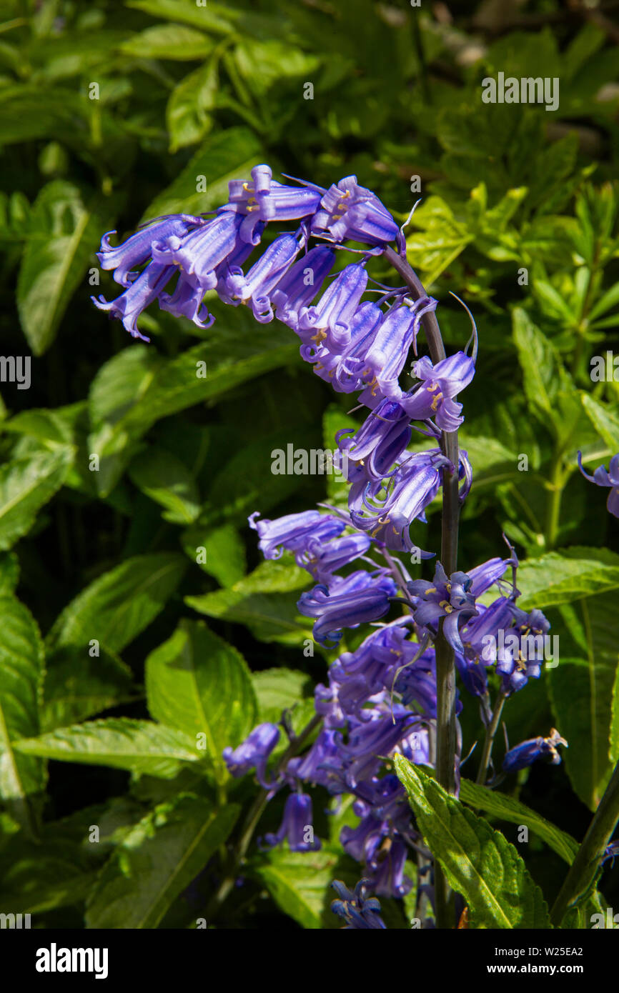 UK, Cumbria, Sedbergh, howgill Lane, wilde Eingeborene Bluebell Blumen, Hyacinthoides non-scripta, wachsende am Straßenrand Kante Stockfoto
