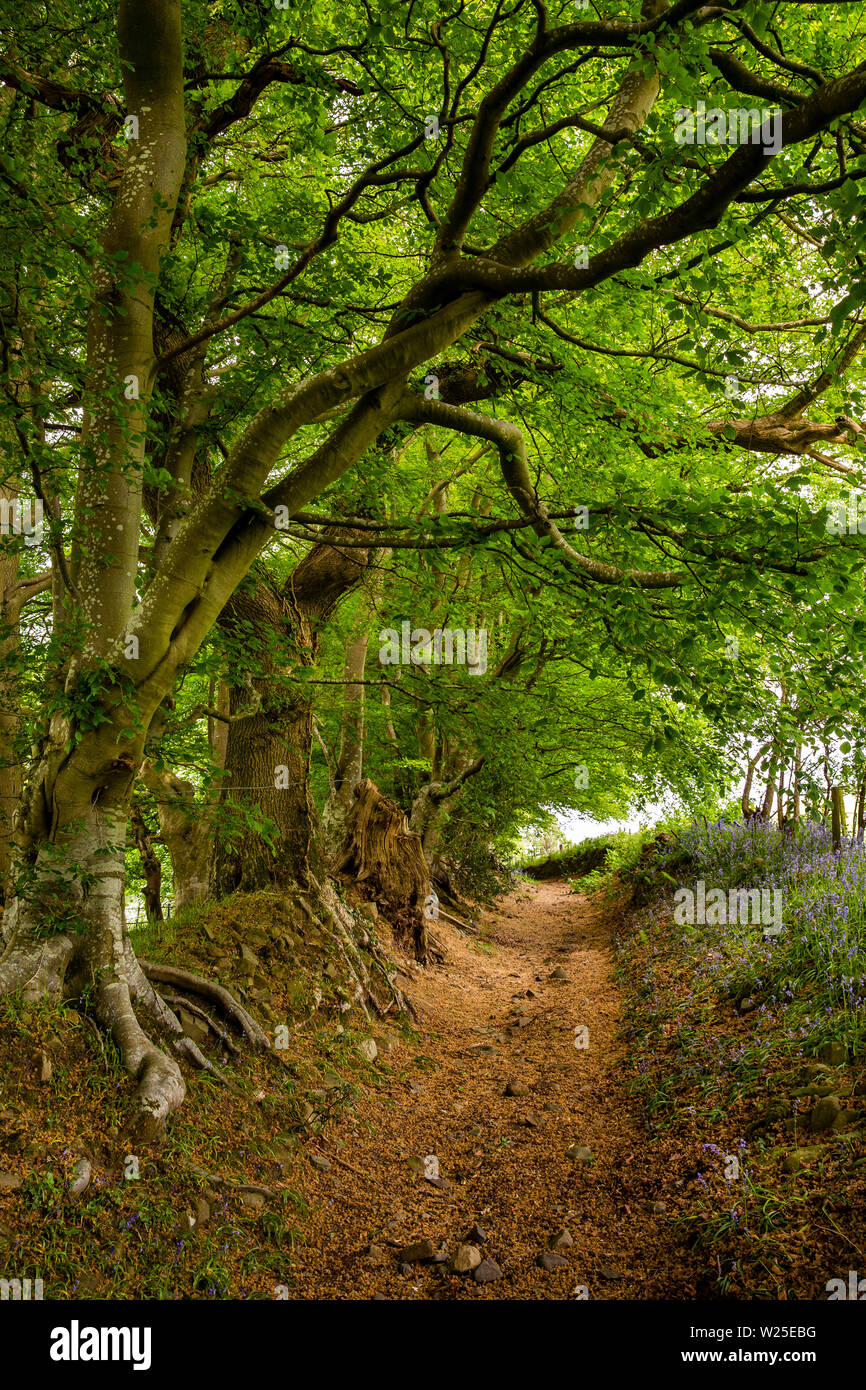 UK, Cumbria, Sedbergh, Marthwaite, buche Bäume alten Pfad neben Ingmire Hall Stockfoto