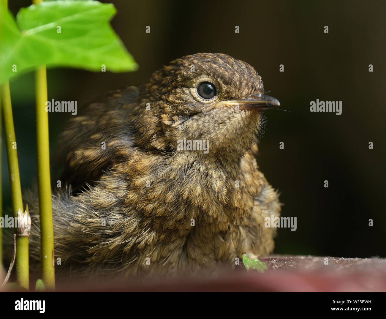 Yong Robin in juvenile Fell. Stockfoto