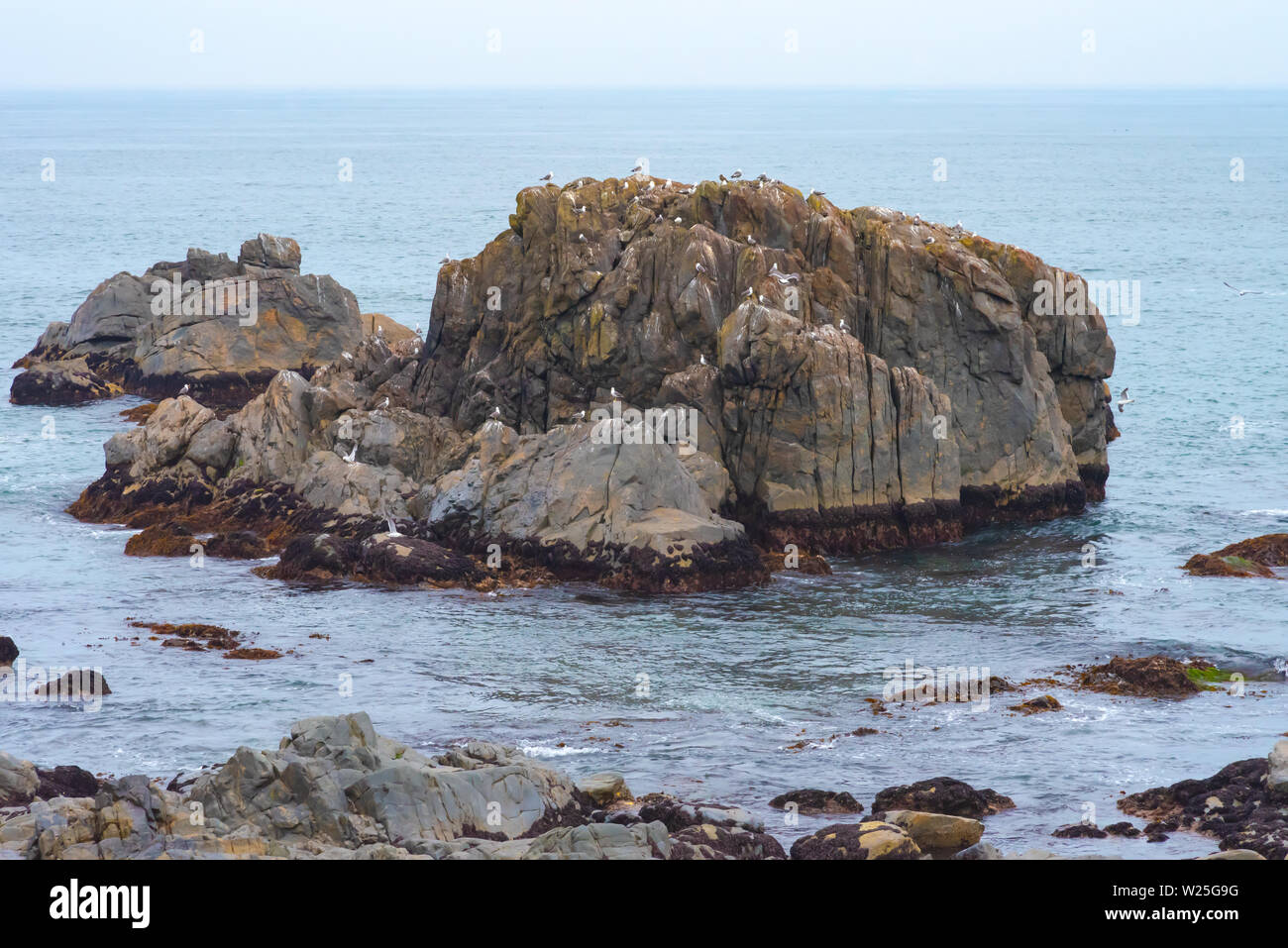 Viele Möwen stehen auf Felsen im Meer isoliert, entspannend und fliegen um die Felsen. Stockfoto