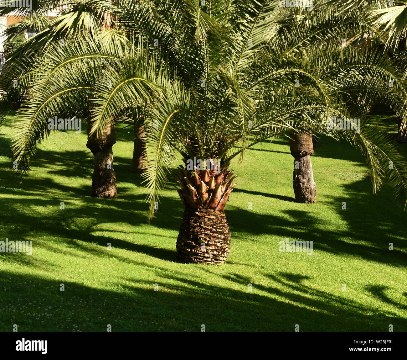 Palmen auf einem grünen Rasen Stockfoto