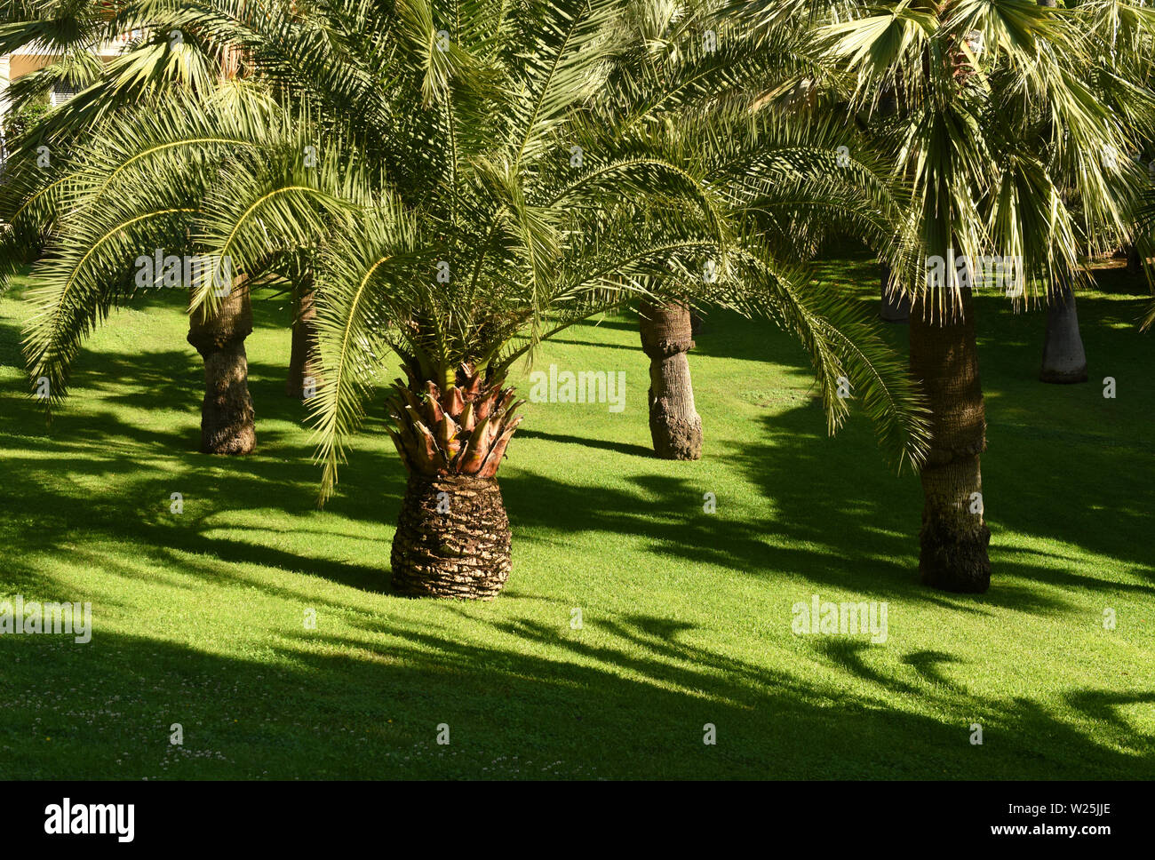 Palmen auf einem grünen Rasen Stockfoto