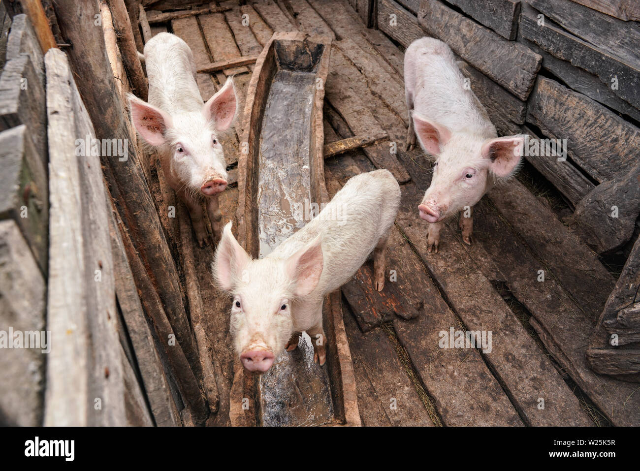 Drei kleine Schweine in kleine hölzerne Stall, Menschen sind arm in Madagaskar so sogar Tiere eher dünn sind ohne gut gefüttert zu werden Stockfoto