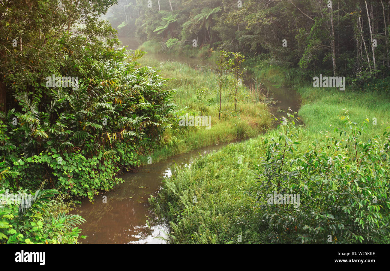 Ruhe Morgen im afrikanischen Dschungel, Regenwald mit kleinen Fluss. Pulsierende grüne Laub - die meisten davon endemisch auf Madagaskar. Stockfoto
