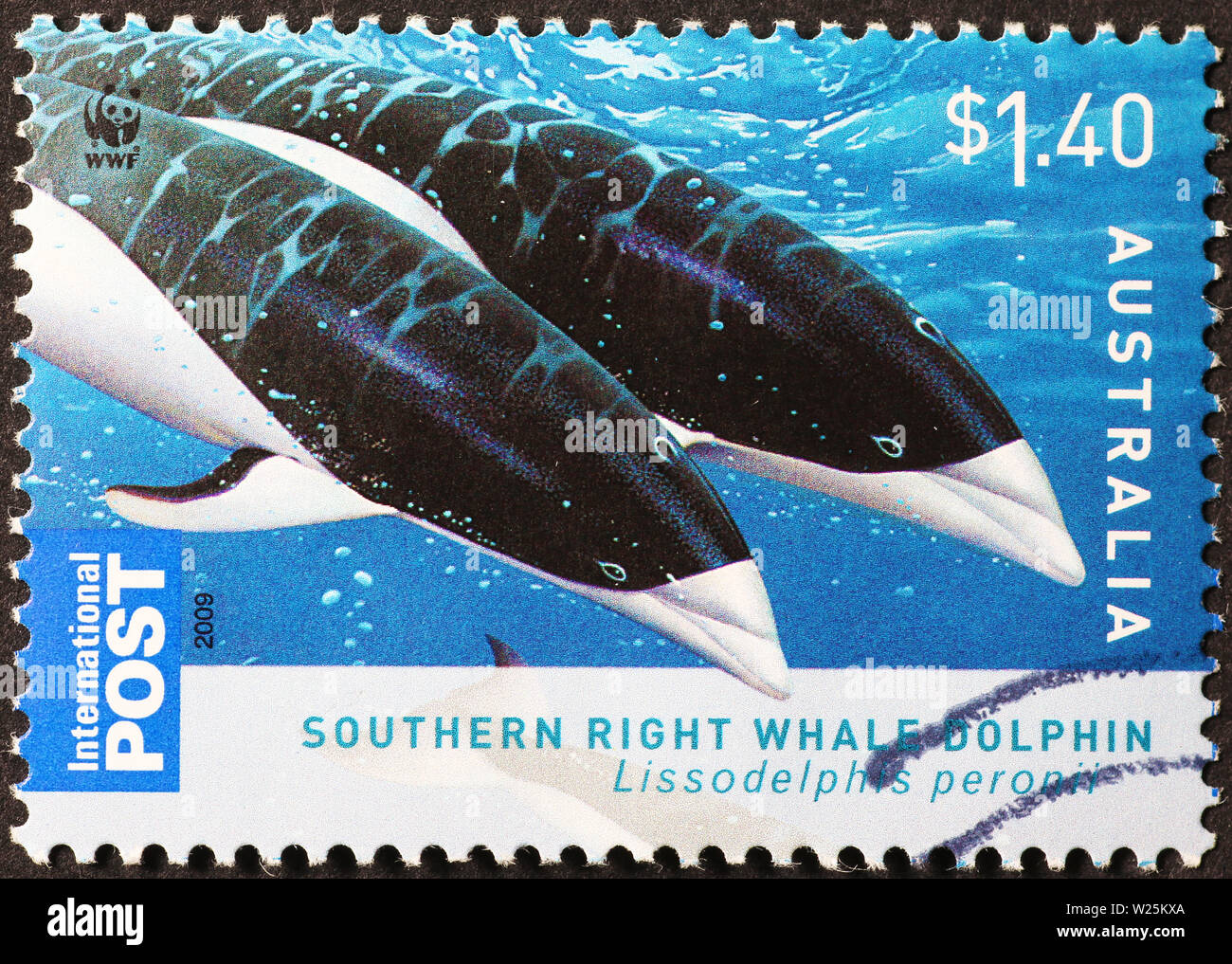 Schönen Southern Right Wale Delphine auf australischen Stempel Stockfoto