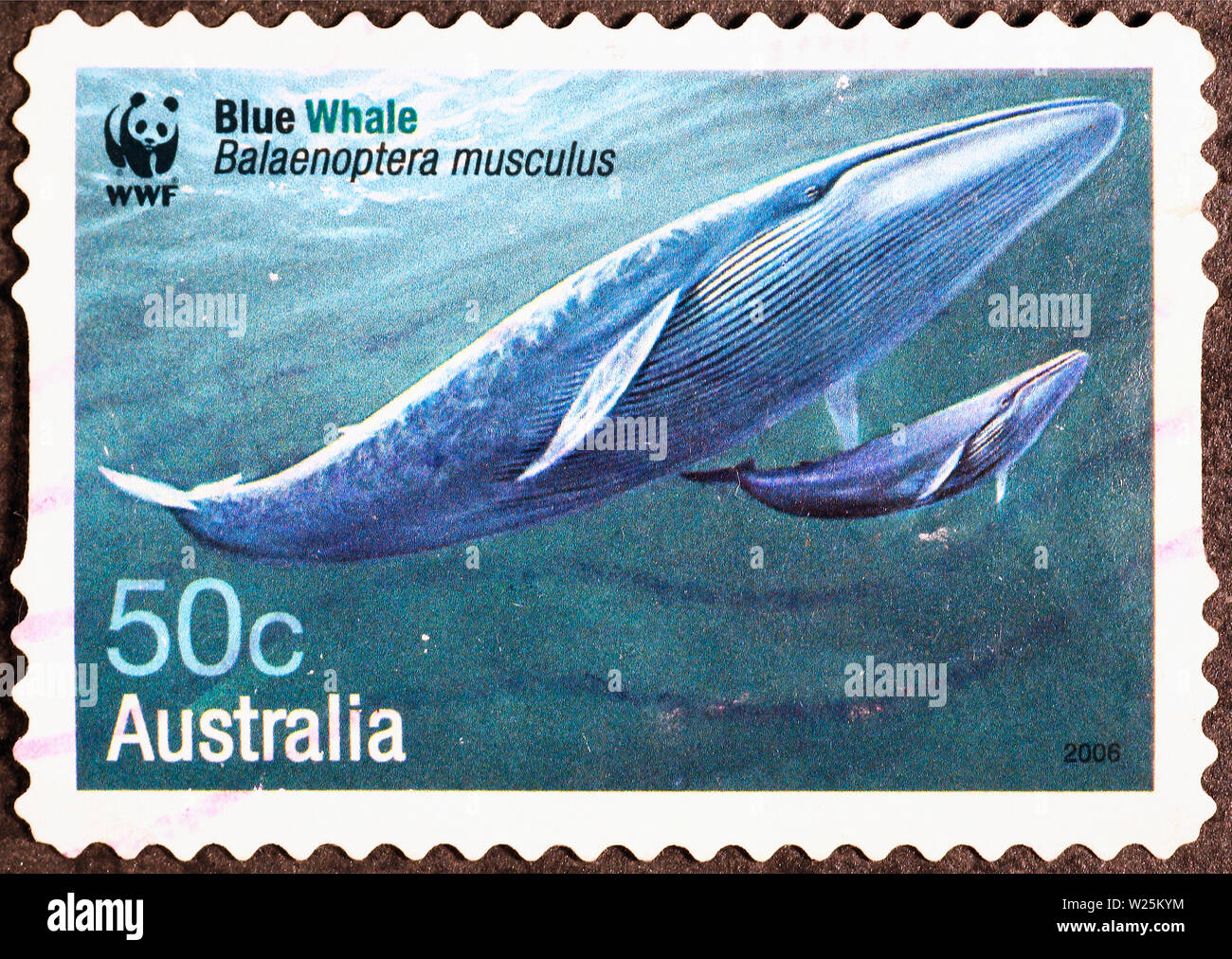 Blauwal auf australischen Briefmarke Stockfoto
