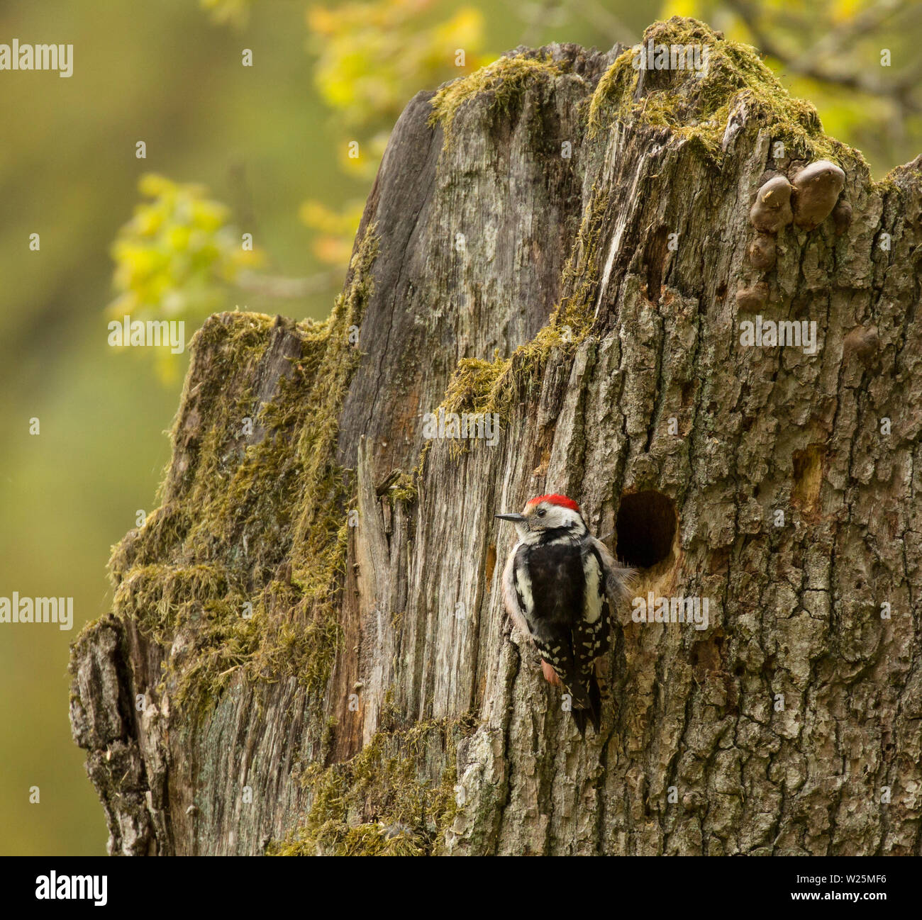 Mitte Buntspecht sitzt neben seinem oder ihrem Nest: ein Loch in einem Baumstumpf. Bialowieza, Polen Stockfoto