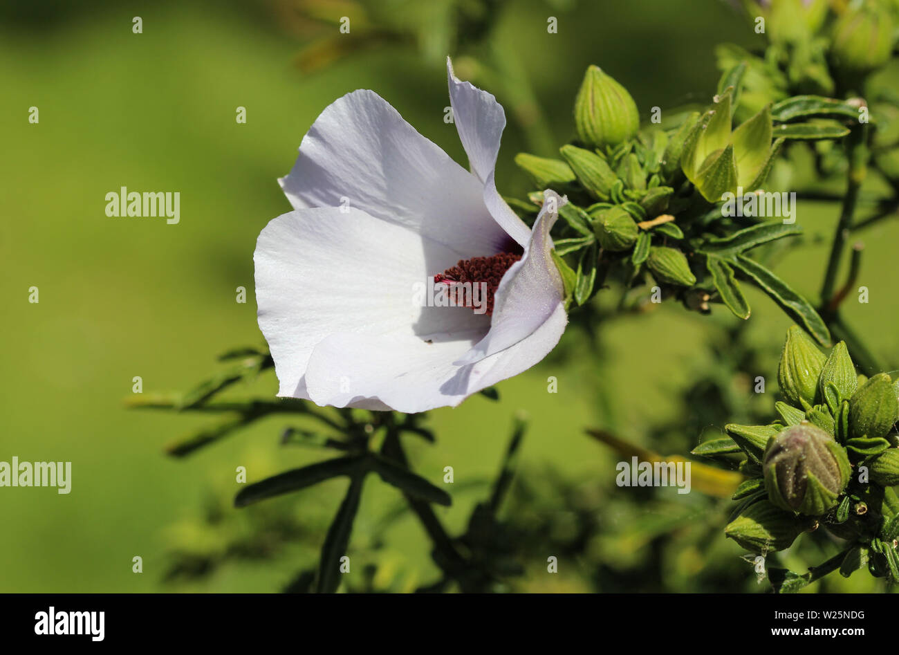 Nahaufnahme der Althaea officinalis oder eibisch Blume blühen im Frühling im Garten Stockfoto