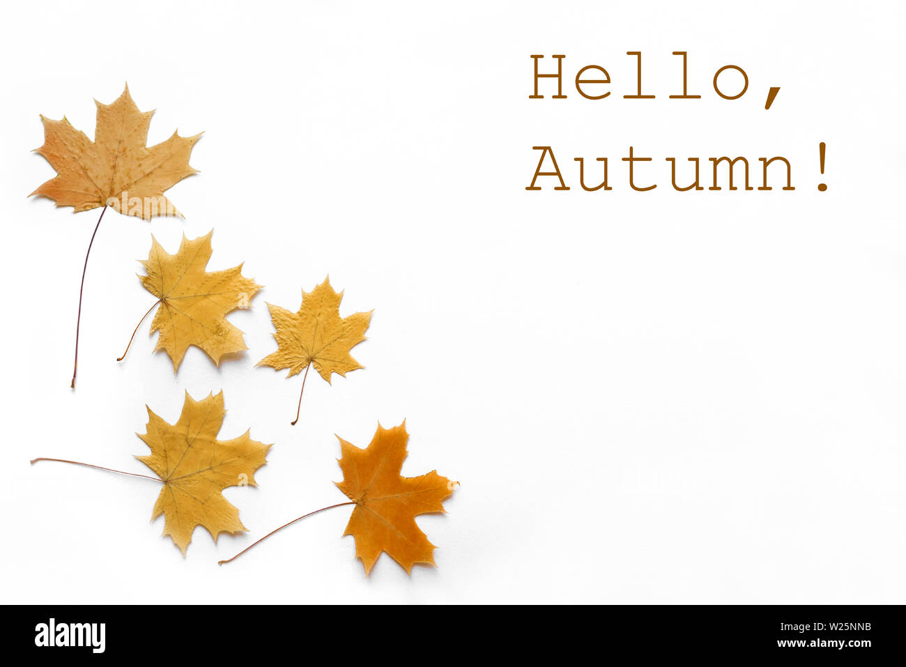 Gelbe ahorn Blätter flach, kopieren. Herbstliche gelbe Blätter auf weißem Hintergrund, kreative saisonale Layout, Herbst Konzept. Stockfoto