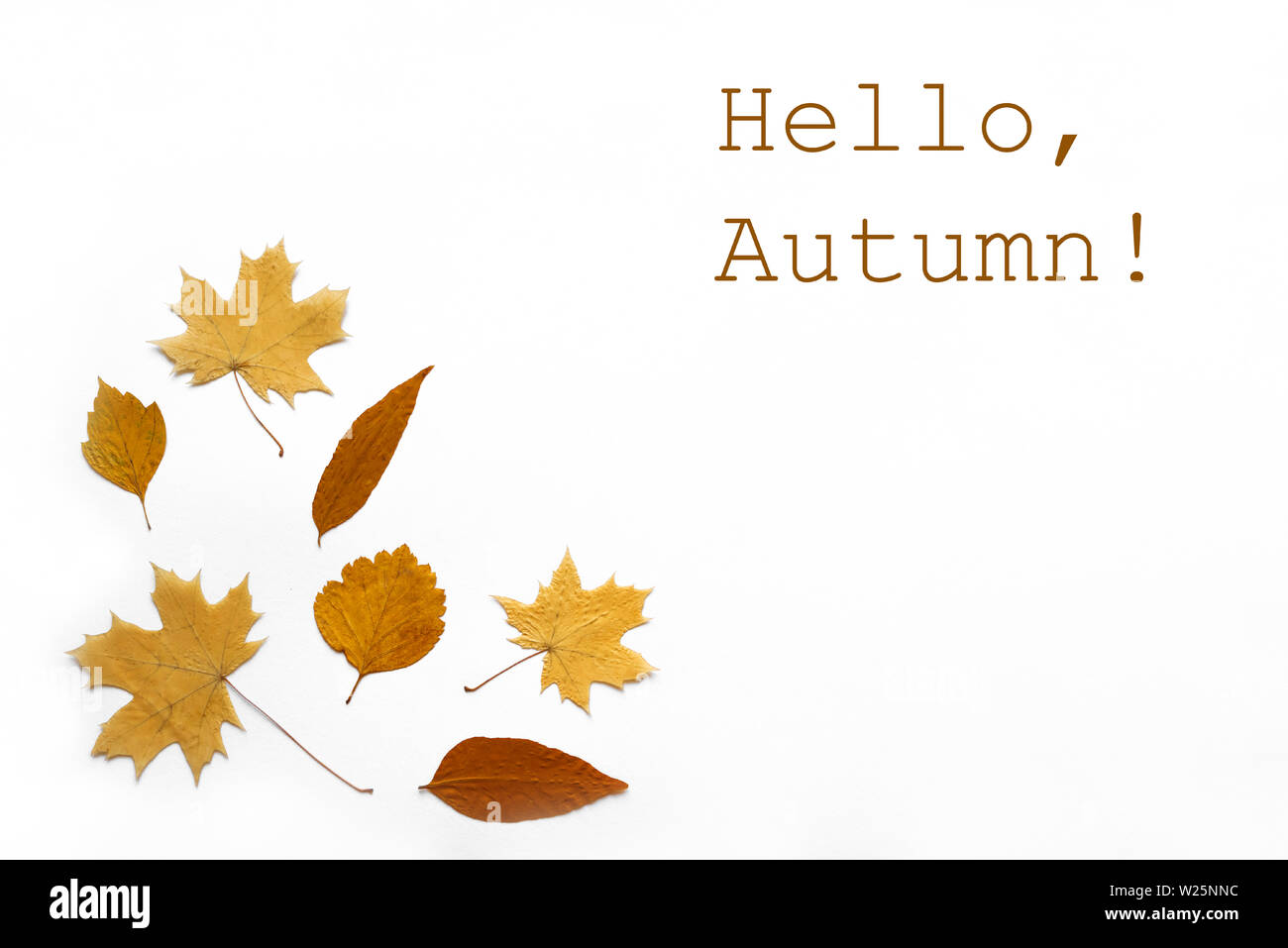 Gelbe Herbstliche Blätter flach, kopieren. Verschiedene gelbe Blätter auf weißem Hintergrund, kreative saisonale Layout, Herbst Konzept. Stockfoto