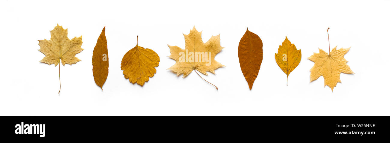 Gelbe Herbstliche Blätter flach, Banner. Verschiedene gelbe Blätter auf weißem Hintergrund, kreative saisonale Layout, Herbst Konzept. Stockfoto