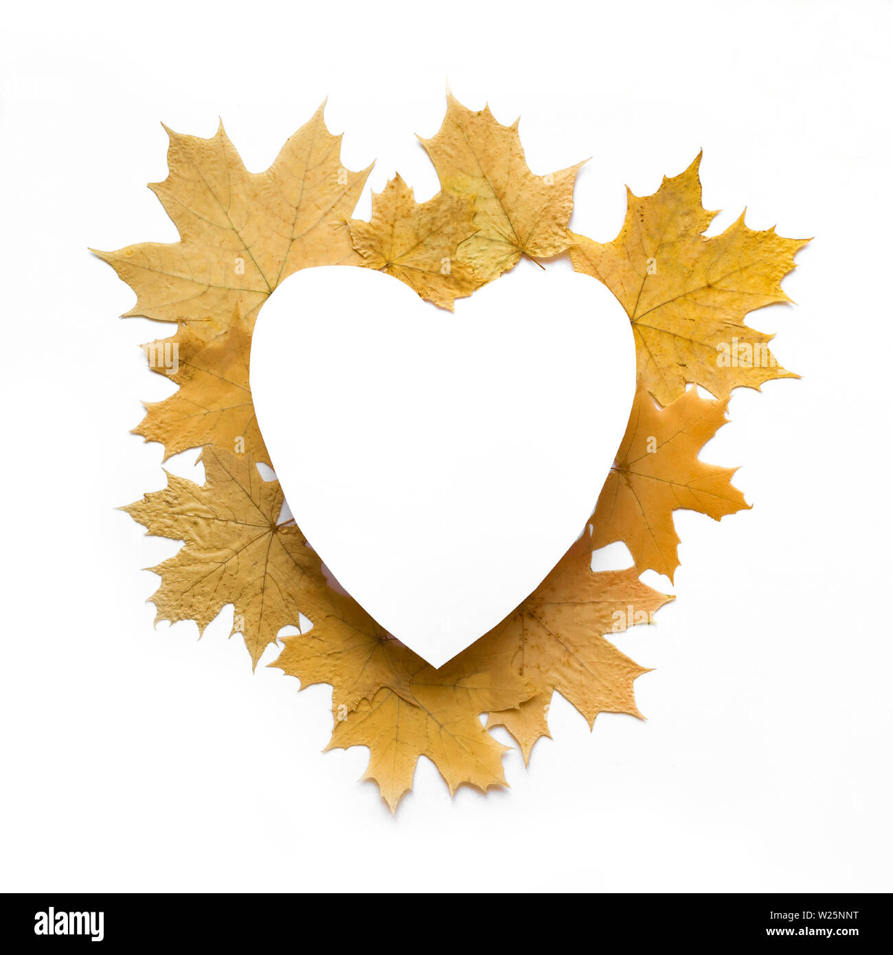 Gelbe ahorn Blätter flach, herzförmige kopieren. Herbstliche gelbe Blätter auf weißem Hintergrund, kreative saisonale Layout, Herbst und Liebe Stockfoto